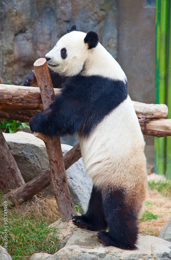 Obraz premium Panda bear