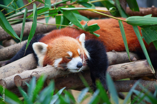 Obraz na plátně Red panda (firefox)