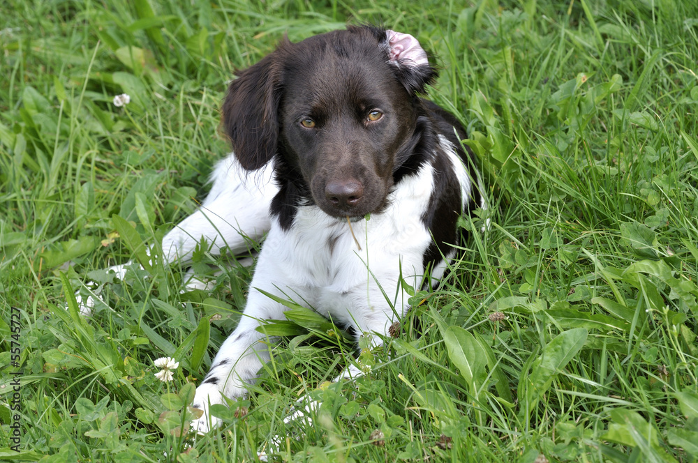 Kleiner Münsterländer - Jagdhund