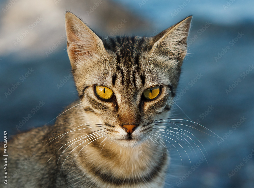 Portrait of serious cat