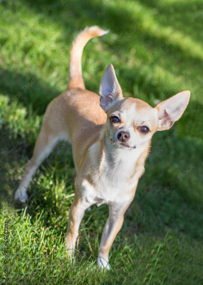 Alert Chihuahua