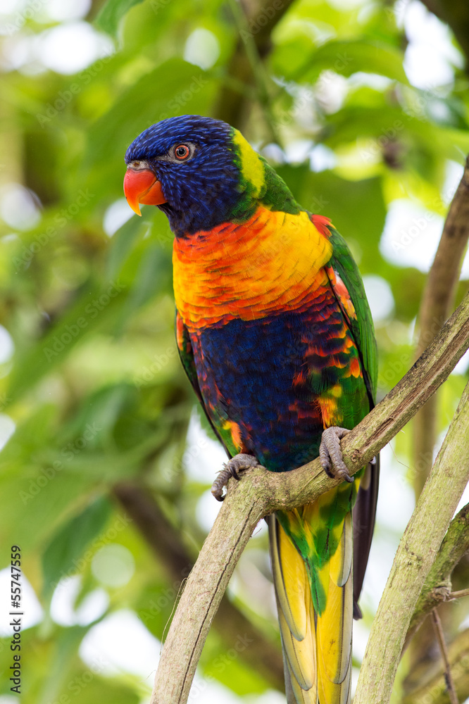 Naklejka premium Rainbow Lorikeet