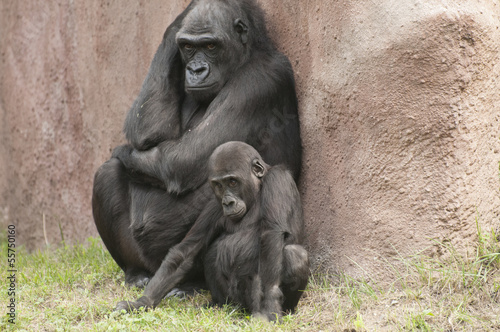 Gorilla © kerstiny