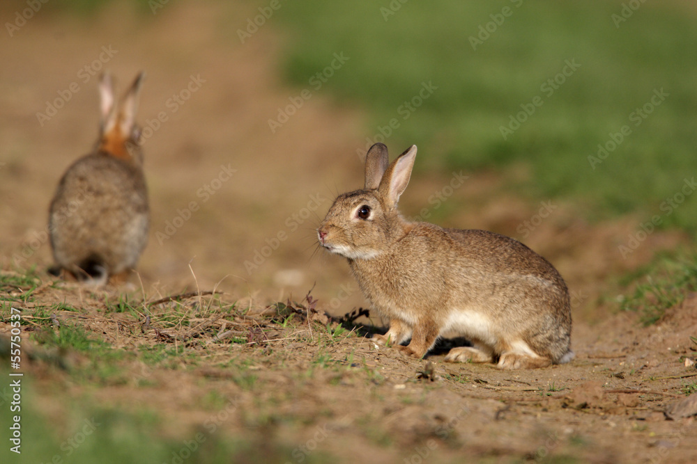 Rabbit, Oryctolagus cuniculus Rabbit, Oryctolagus cuniculus