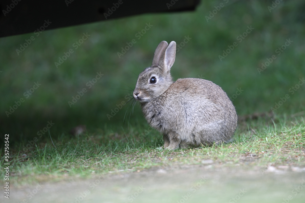 Fototapeta premium Rabbit, Oryctolagus cuniculus