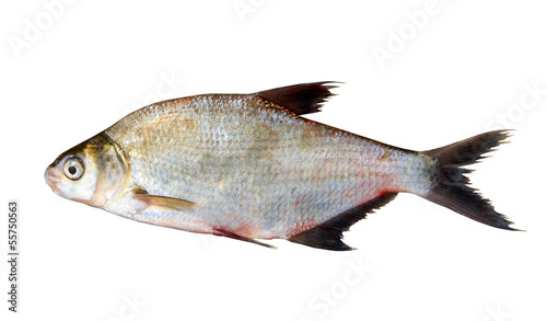 Fresh fish isolated over white background