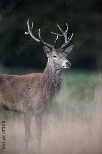 Red deer, Cervus elaphus © Erni