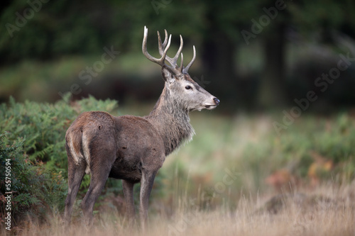 Red deer, Cervus elaphus © Erni