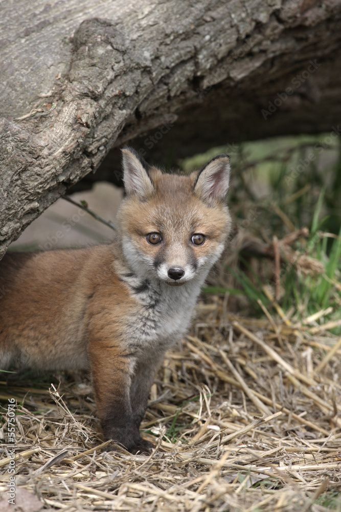 Fototapeta premium Lis rudy, Vulpes vulpes