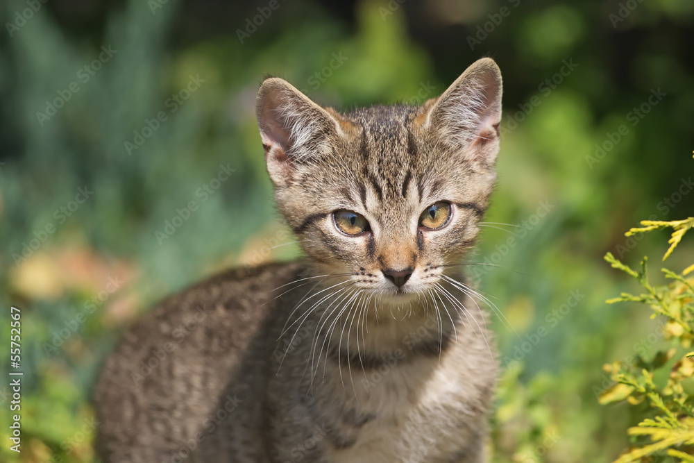 Close-up view of a gray striped kitten