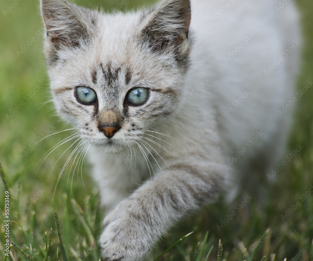Young Cat Walking On Grass