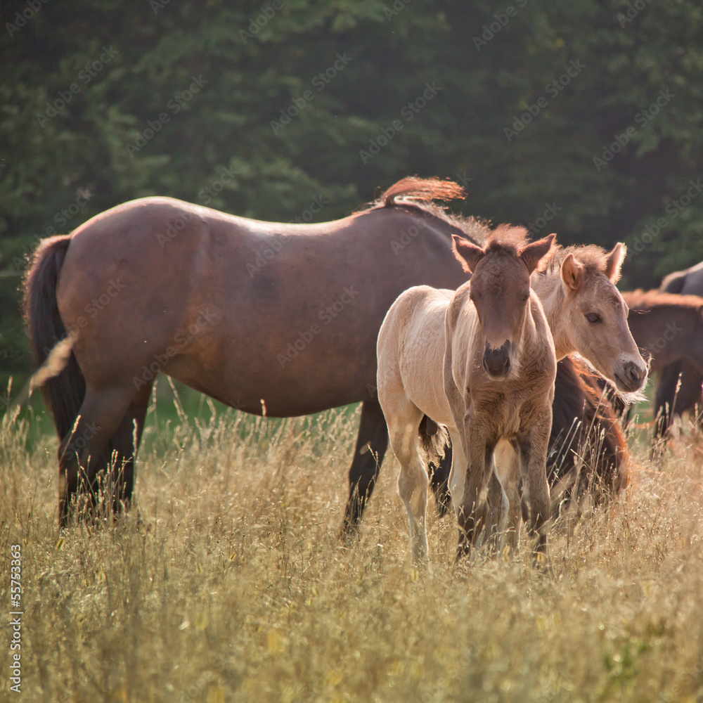 Tierkinder Tierkinder