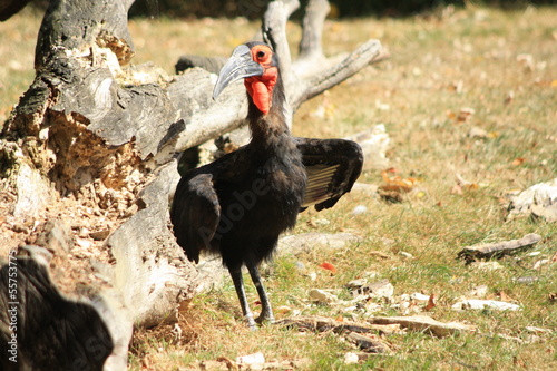 Ground hornbill, Calao terrestre