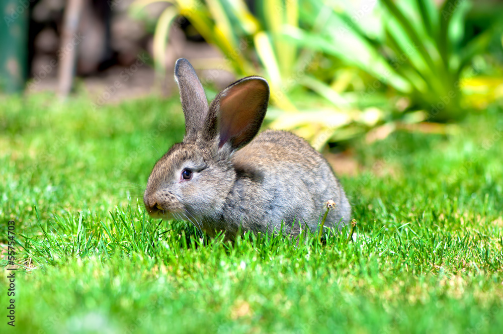 Easter little rabbit smiling in green grass with leaves Easter little rabbit smiling in green grass with leaves