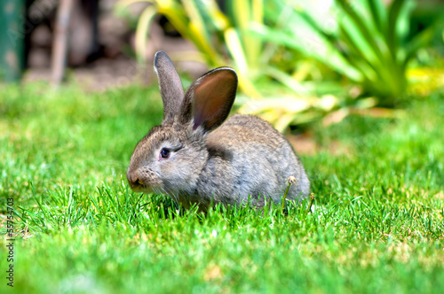 Easter little rabbit smiling in green grass with leaves © aboutmomentsimages