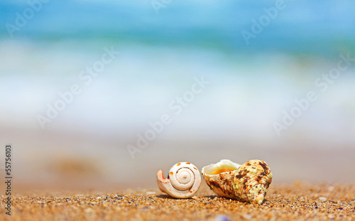 Shells in sand on the sea side