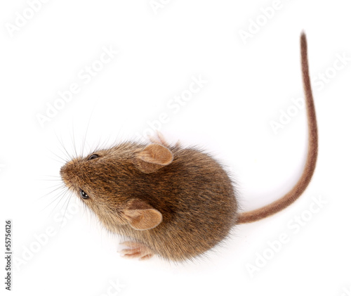 House mouse looking up (Mus musculus)