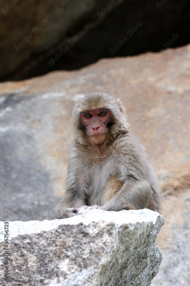 Fototapeta premium Tibetan monkey single