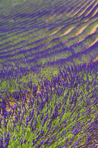 lavender field