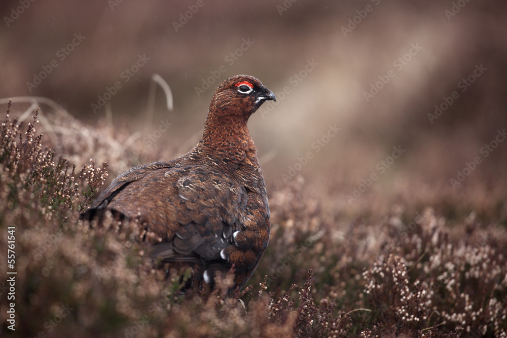 Obraz premium Red grouse, Lagopus lagopus scoticus