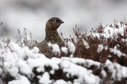 Fotografie Red grouse, Lagopus lagopus scoticus