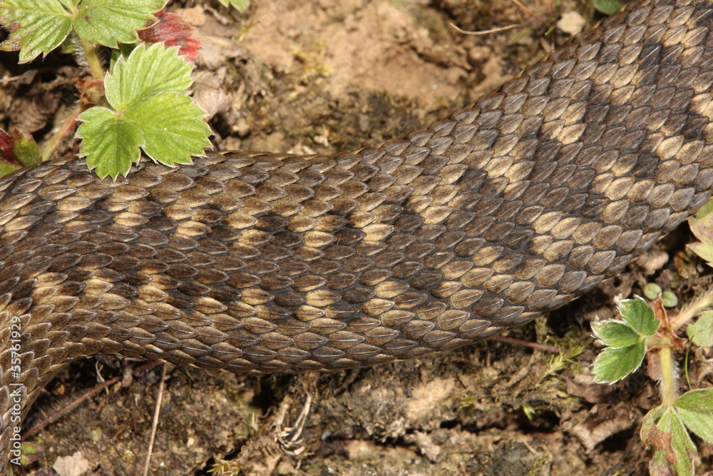 Fototapeta premium Adder, Vipera berus