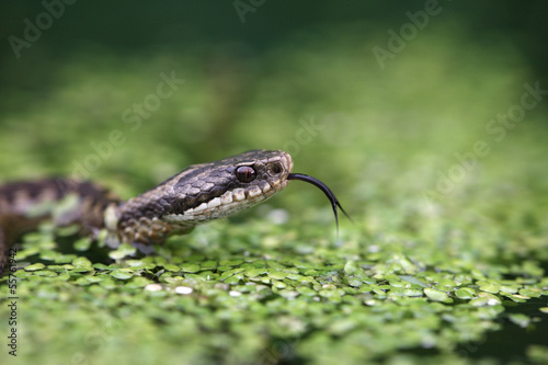 Adder, Vipera berus photo