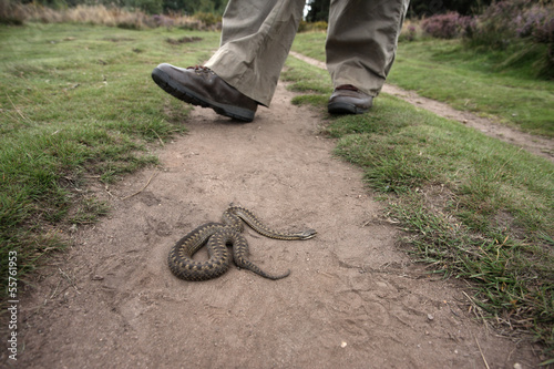 Adder, Vipera berus photo