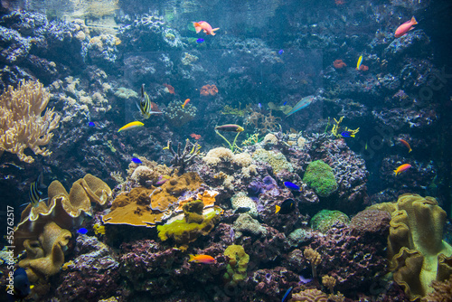 Fototapeta Naklejka Na Ścianę i Meble -  Tropical fish under the water