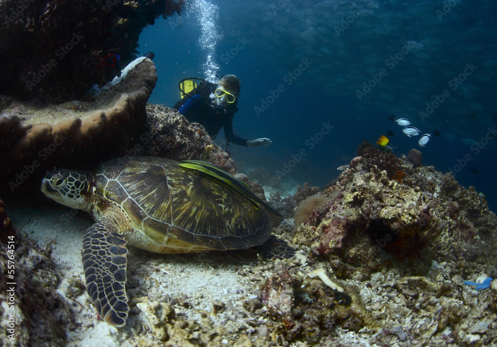 Diver Diver