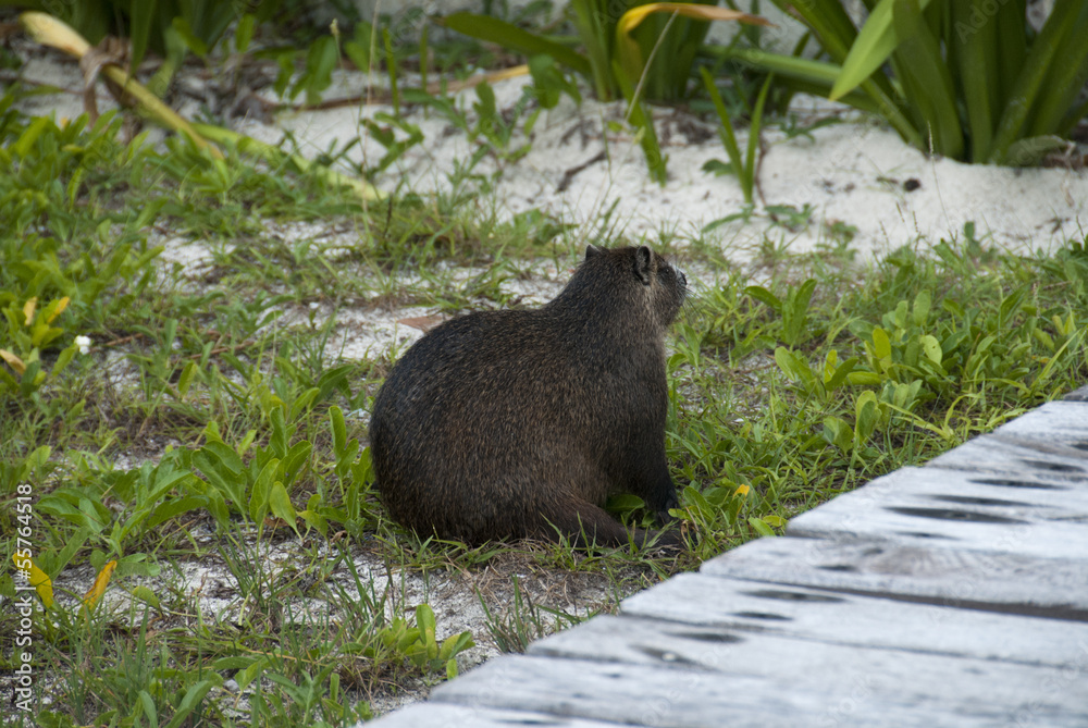 Cuba - Nutria Cuba - Nutria