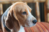 Baby beagle on orange pillow sofa