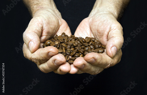 Old man hands holding coffee beans