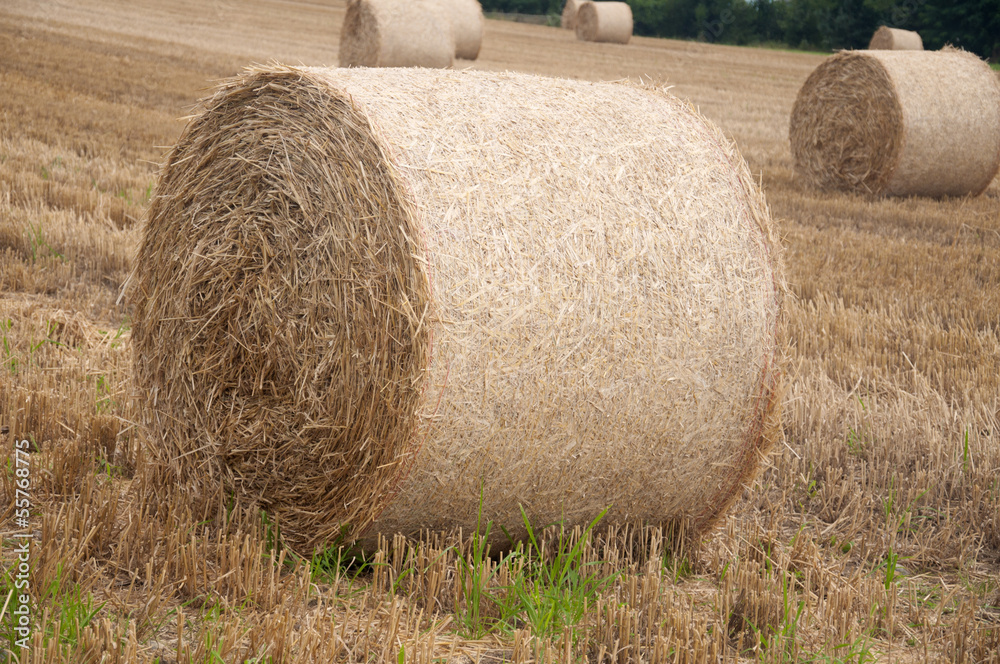 Bales of hay in a field in Switzerland
