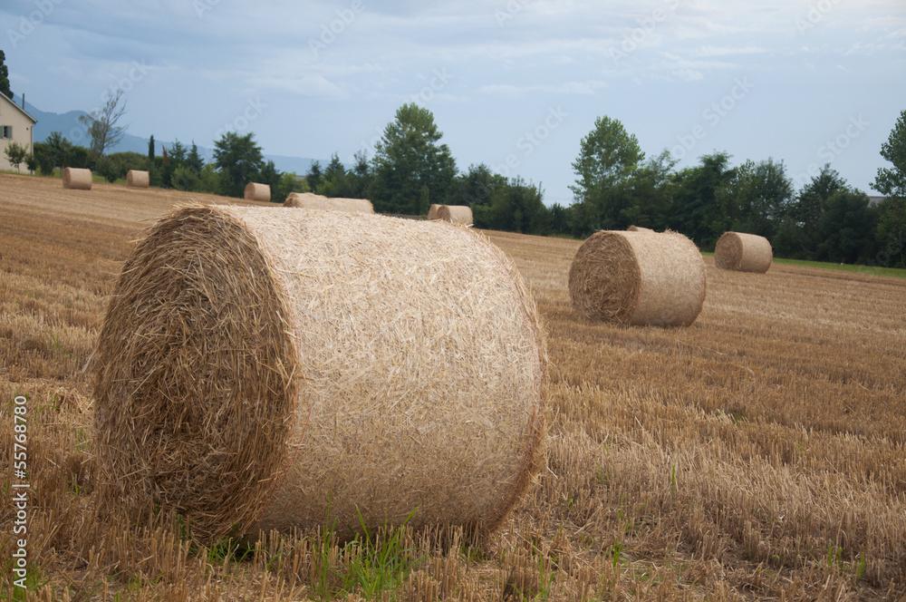 Bales of hay in a field in Switzerland