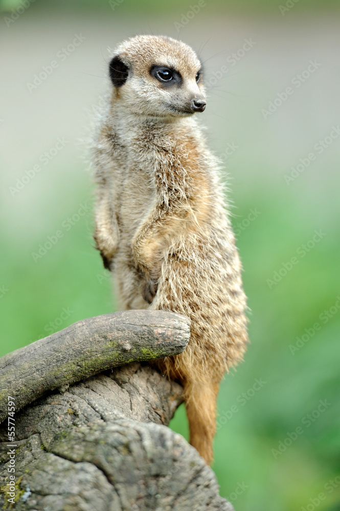 Fototapeta premium Meerkat