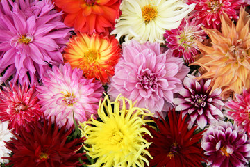 Keuken achterwand Dahlia Dahliaboeket in zomerse tuin  © filatovamila