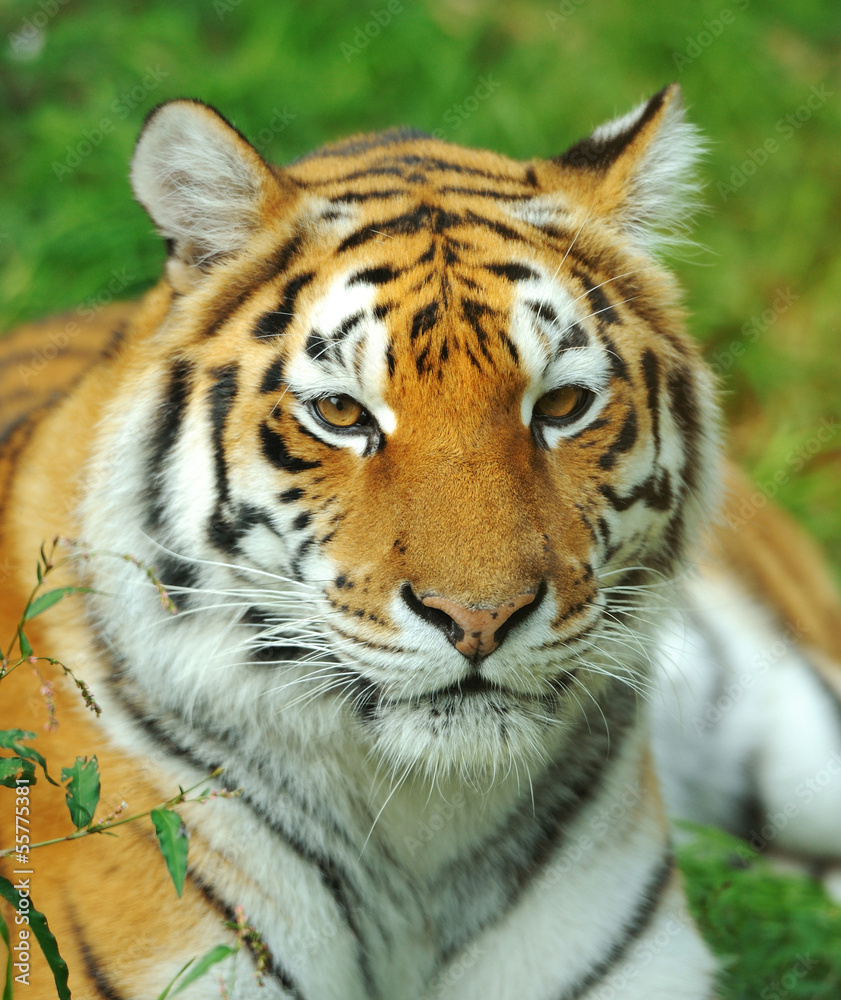 Fototapeta premium Tiger