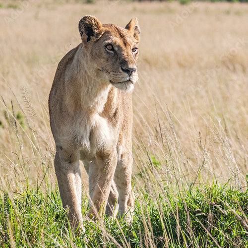 Lioness  Panthera Leo 