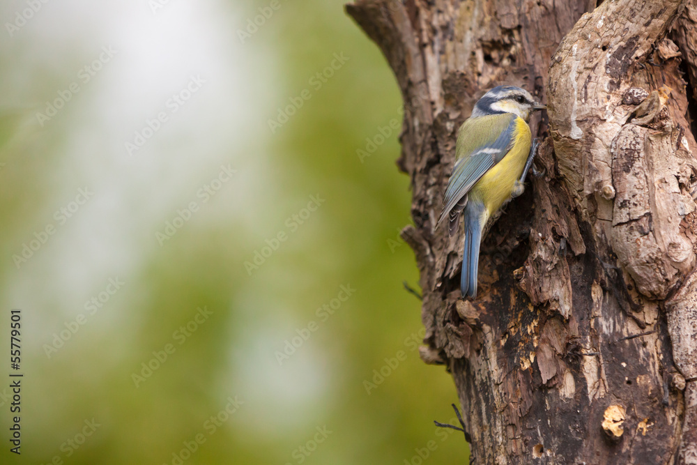 Fototapeta premium Blue tit