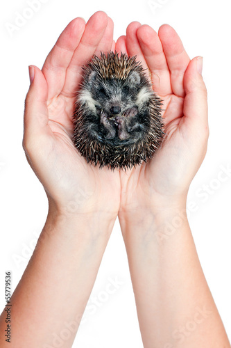 curled up hedgehog