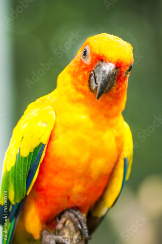 parrot in nightsafari chiangmai Thailand photo