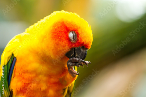 parrot in nightsafari chiangmai Thailand