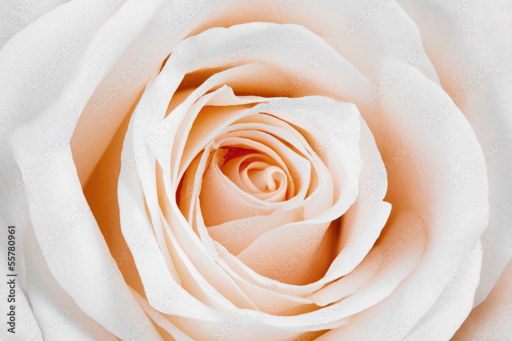Beautiful white rose. - obrazy, fototapety, plakaty 