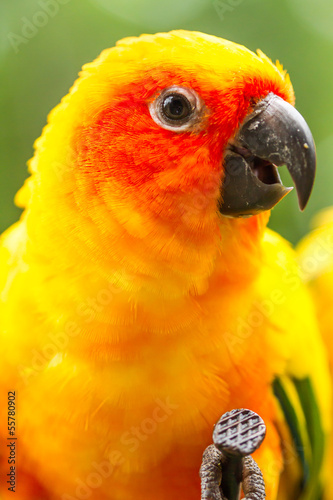 parrot in nightsafari chiangmai Thailand photo