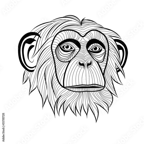 Monkey chimpanzee head