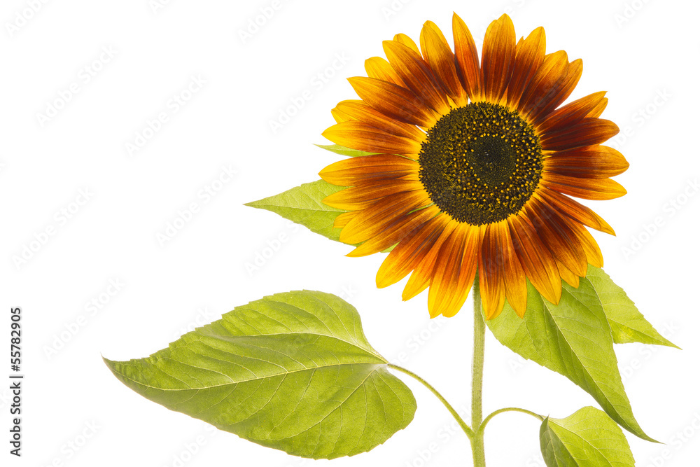 Obraz premium Sonnenblume