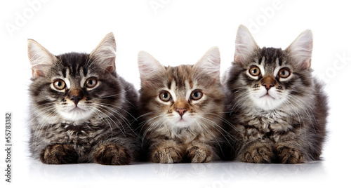 Three fluffy cats on a white background.