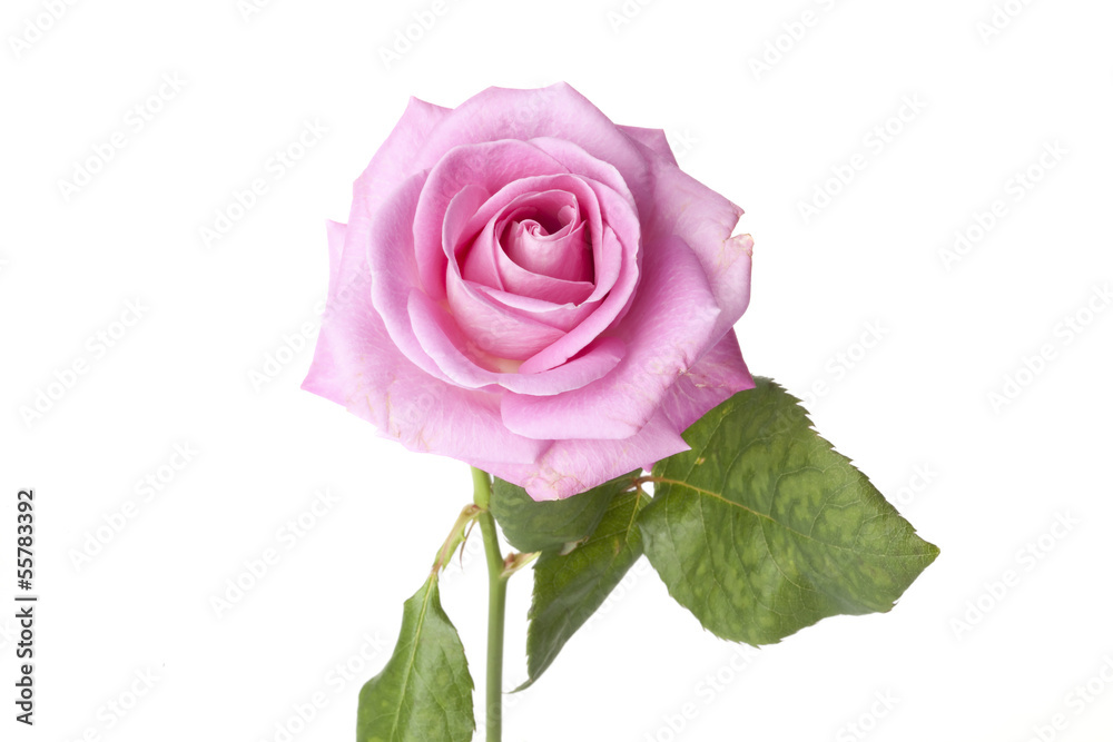 Fototapeta premium Pink rose on white background