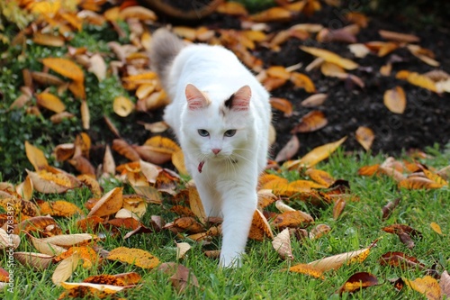 chat en automne © NCAimages